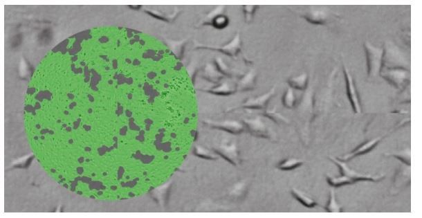 1599208066324268.jpg Tecan Spark 自動化細胞成像.jpg